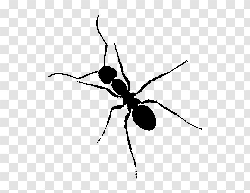 Black Garden Ant Insect Clip Art - Arthropod Transparent PNG