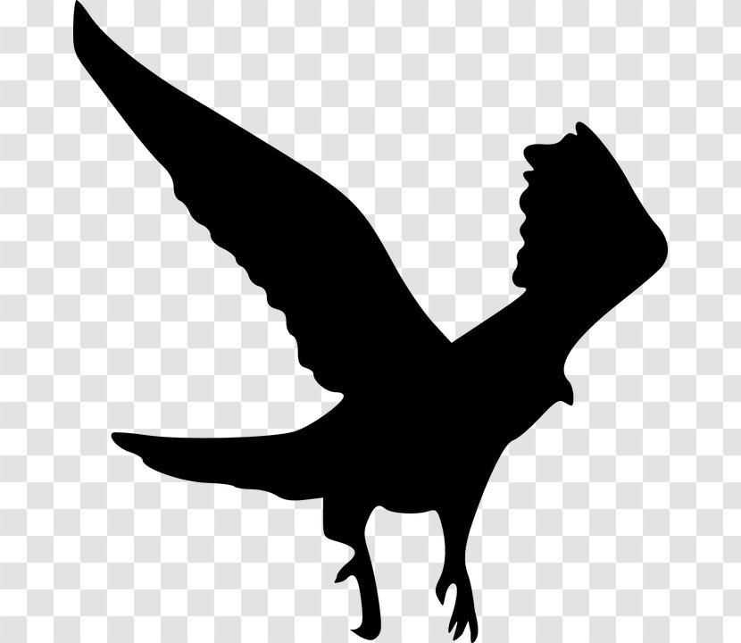 Bird Of Prey Bald Eagle Clip Art - Beak Transparent PNG