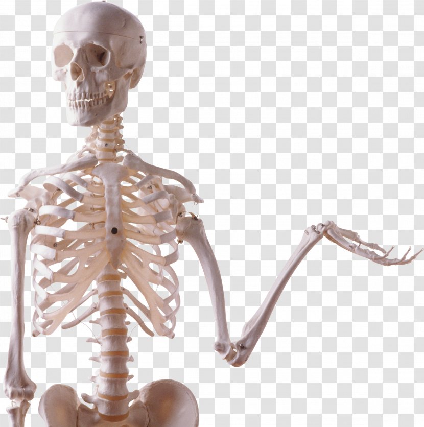 Skeleton Skull Bone Photography - Microsoft Paint Transparent PNG