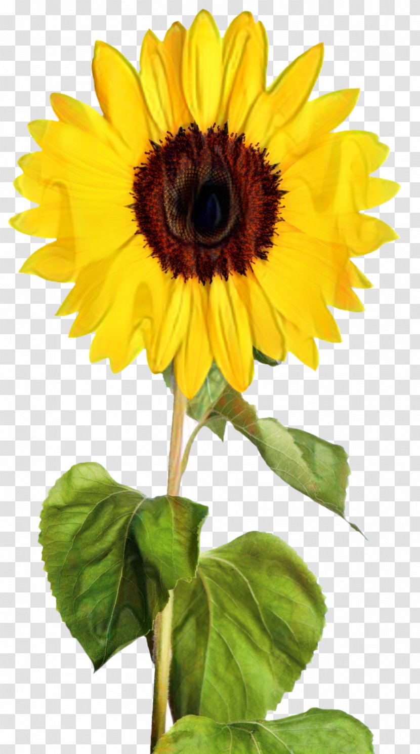 Clip Art Transparency Image Vector Graphics - Flower - Transparent Sunflower Transparent PNG
