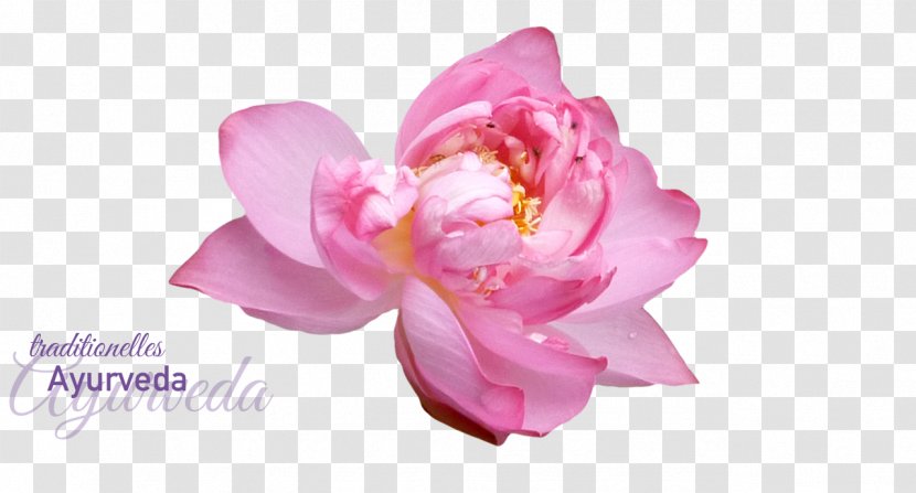 Peony Google Calendar Ayurveda Cut Flowers - Nutrition Counseling Transparent PNG