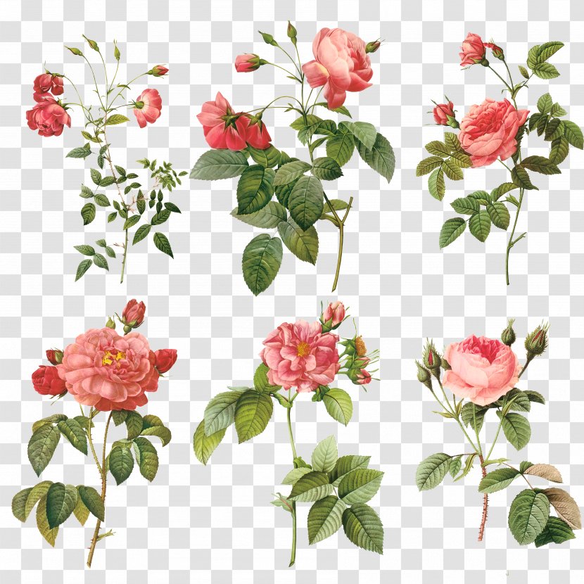 Pierre-Joseph Redouté (1759-1840) Redouté's Roses Painting Illustration - Flowerpot - Rose Branch Transparent PNG