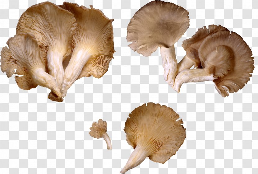 Oyster Mushroom Vegetable Fruit Transparent PNG