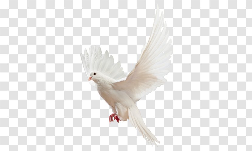 Homing Pigeon Columbidae Bird Fantail Release Dove Transparent PNG