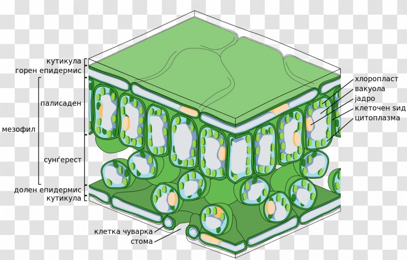 Palisade Cell Leaf Biology Function Transparent PNG
