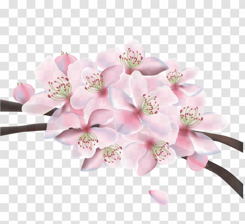 Cherry Blossom - Flower - Beautiful Vector Material Transparent PNG