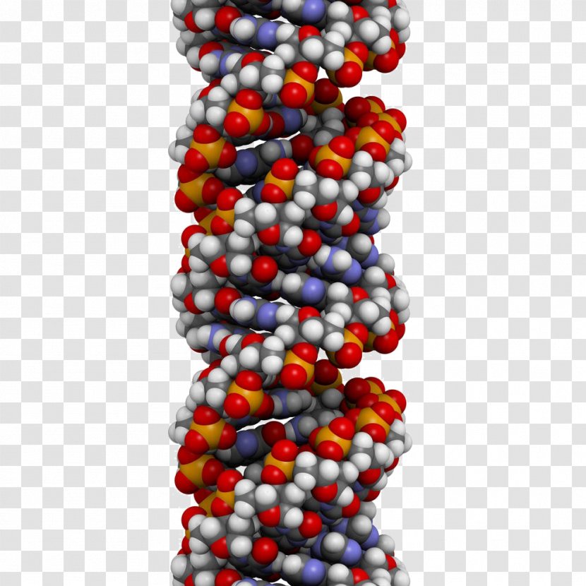 A-DNA Structure Nucleic Acid Double Helix Genetics - Fruit - Gene Free Downloads Transparent PNG