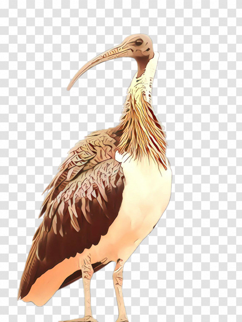 Bird Beak Ibis Pelecaniformes Pelican Transparent PNG