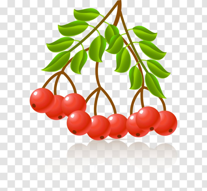 Photography Plant Clip Art - Superfood - Berry Transparent PNG