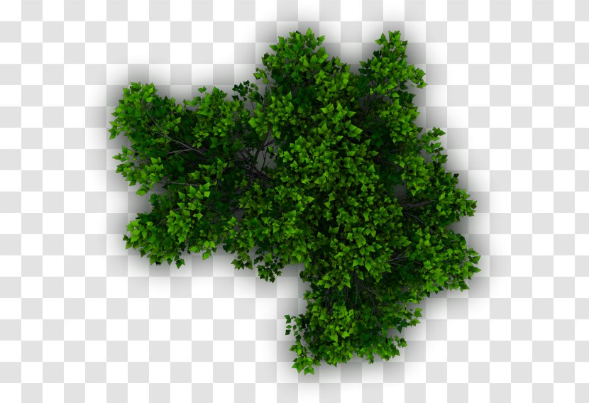 Shrub Tree Plant Evergreen - Openmanage - Lush Top Transparent PNG