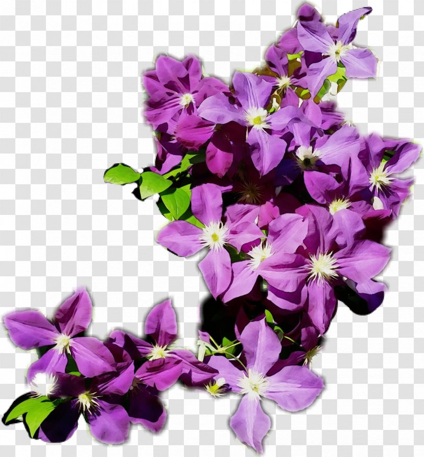 Lavender - Petal - Violet Family Transparent PNG
