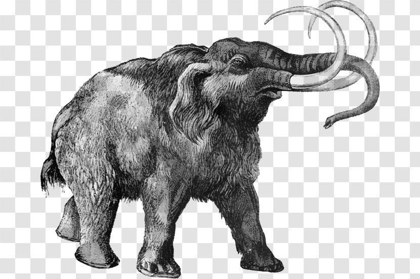 Woolly Mammoth Extinction Science Elephantidae Cloning Transparent PNG