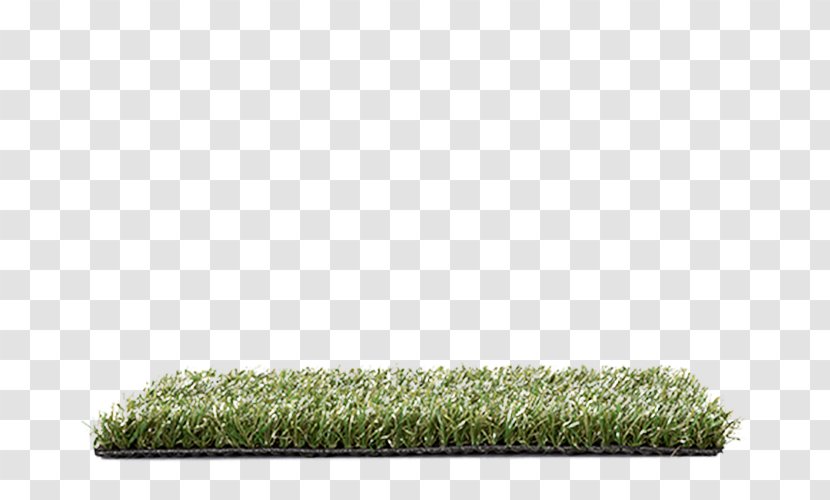 Lawn Grasses Family - Plant Transparent PNG