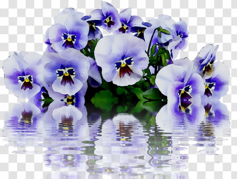 Pansy Image Stock.xchng Flower Violet - Morning Glory - California Golden Transparent PNG