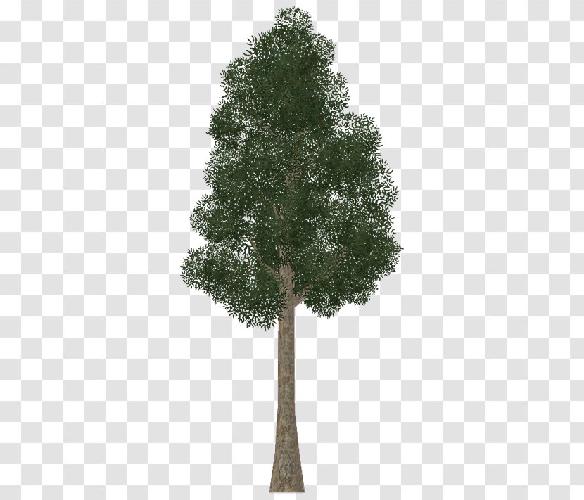 Zoo Tycoon 2 Jarrah Tree Plant Wiki - Pine - Eucalyptus Transparent PNG