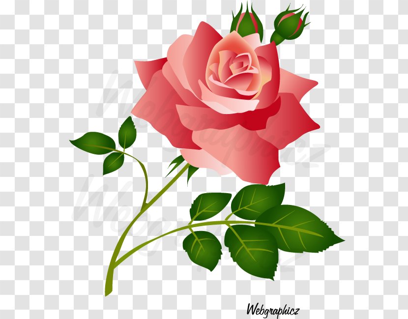 Garden Roses China Rose Cabbage Floribunda - Peach - Flower Transparent PNG
