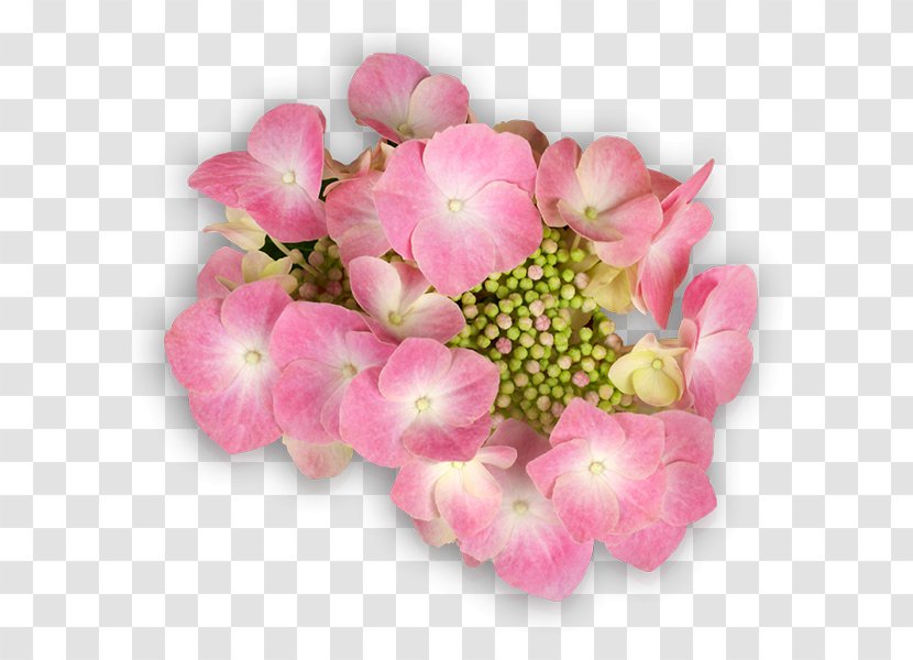 Hydrangea Flower Email Flying Discs Transparent PNG
