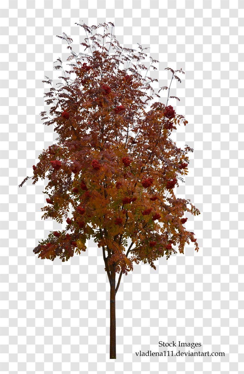 Tree Autumn Plant Twig Transparent PNG