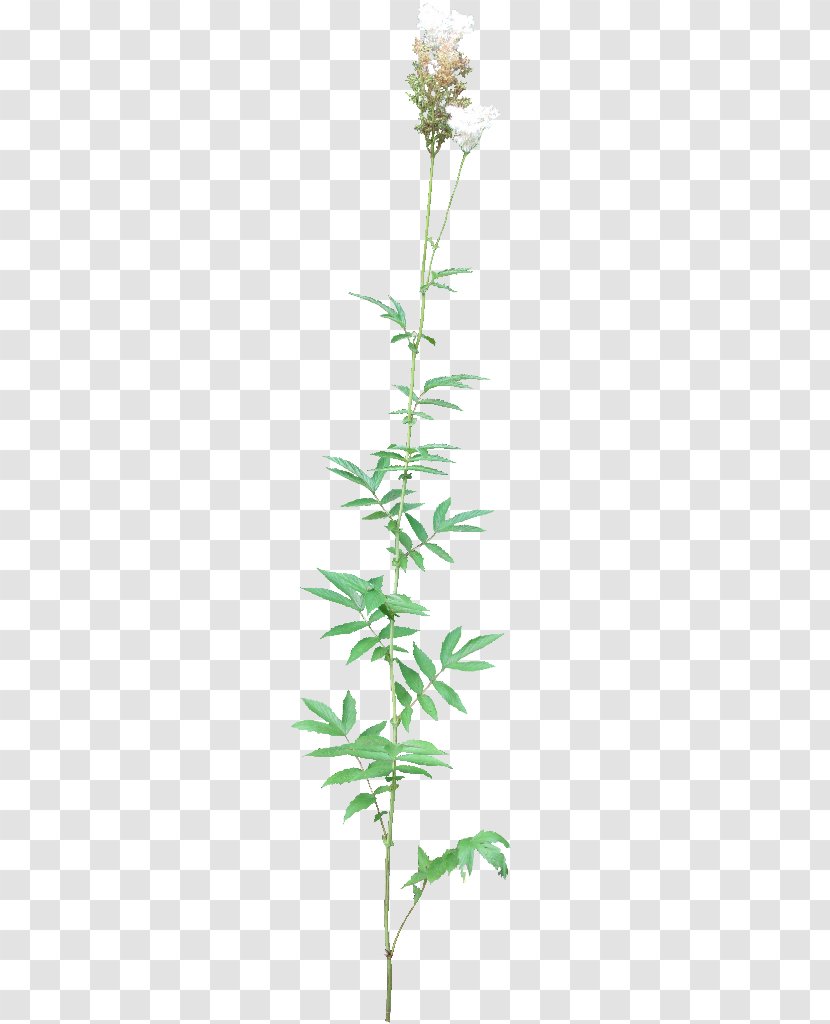 Meadowsweet Leaf Plant Oak DeviantArt - Deviantart Transparent PNG