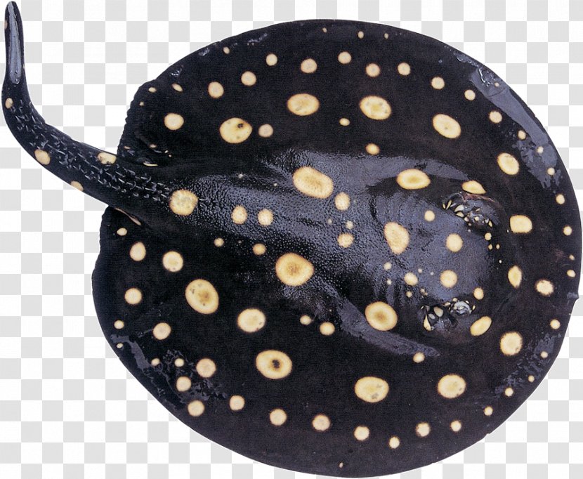 Polka Dot Headgear - Stingray Fish Transparent PNG