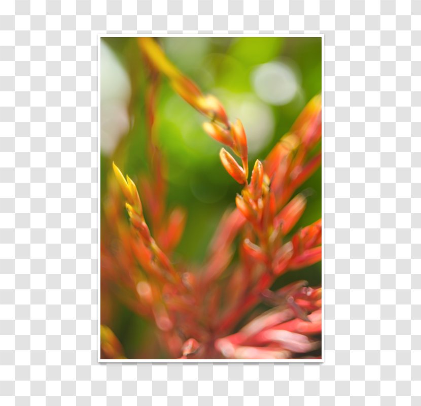 Flower Close-up Plant Stem - Peacock Transparent PNG