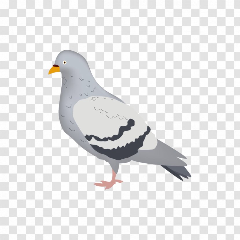 Columbidae Domestic Pigeon London Beak Drawing - Wing - Creative Pigeons Transparent PNG