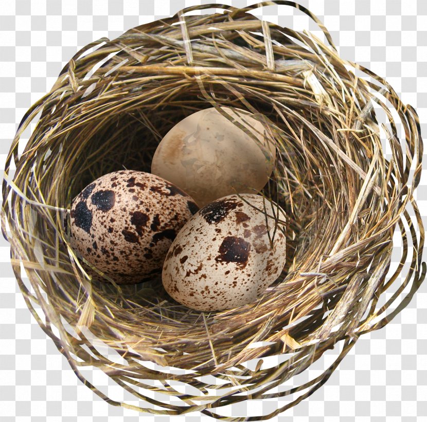 Easter Egg Bird - Photography - Nest Transparent PNG