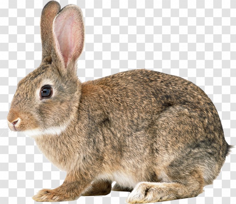 Easter Bunny Hare Cottontail Rabbit Domestic European - Wood Transparent PNG