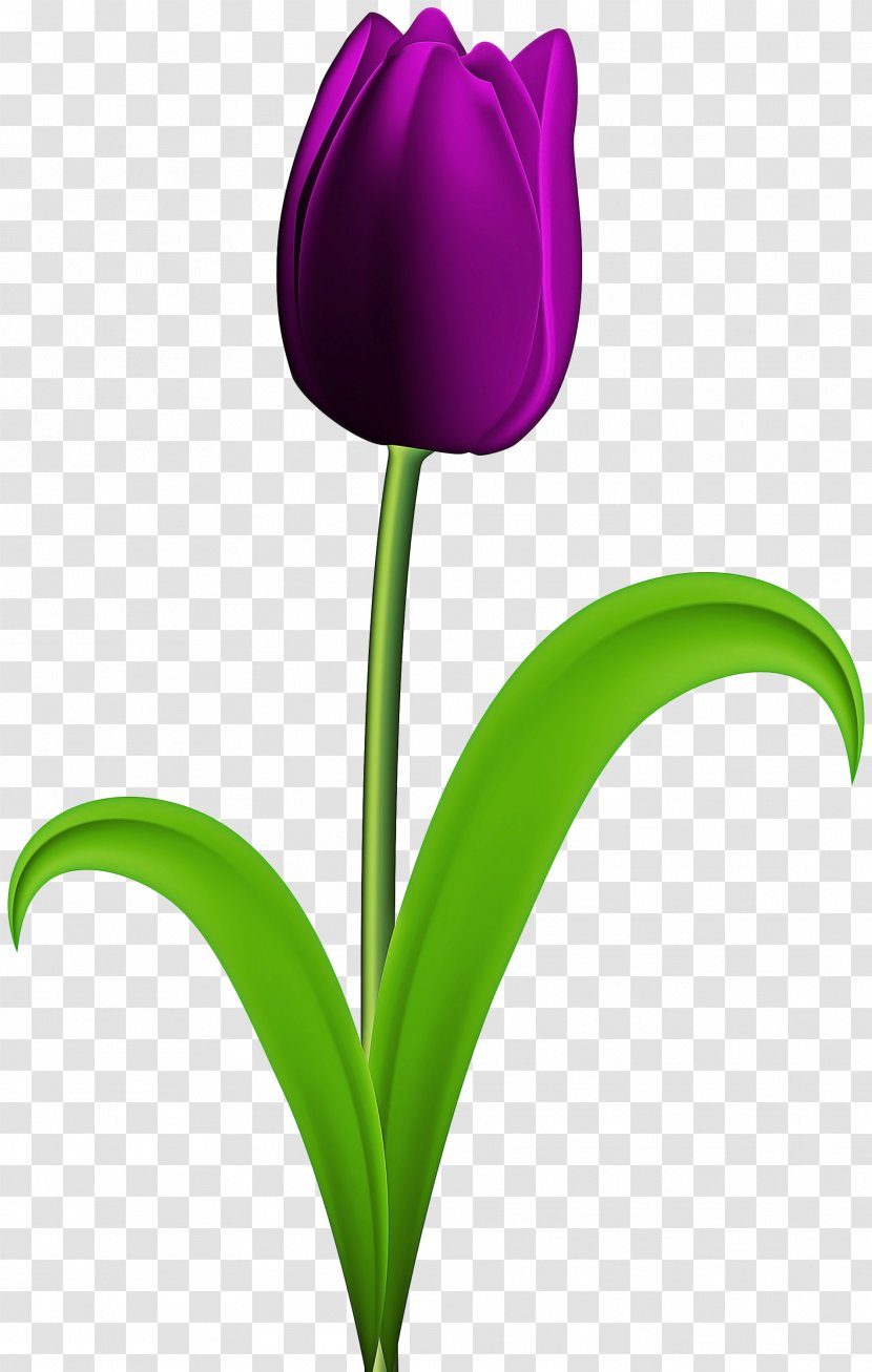 Flower Tulip Purple Plant Violet - Leaf Flowering Transparent PNG