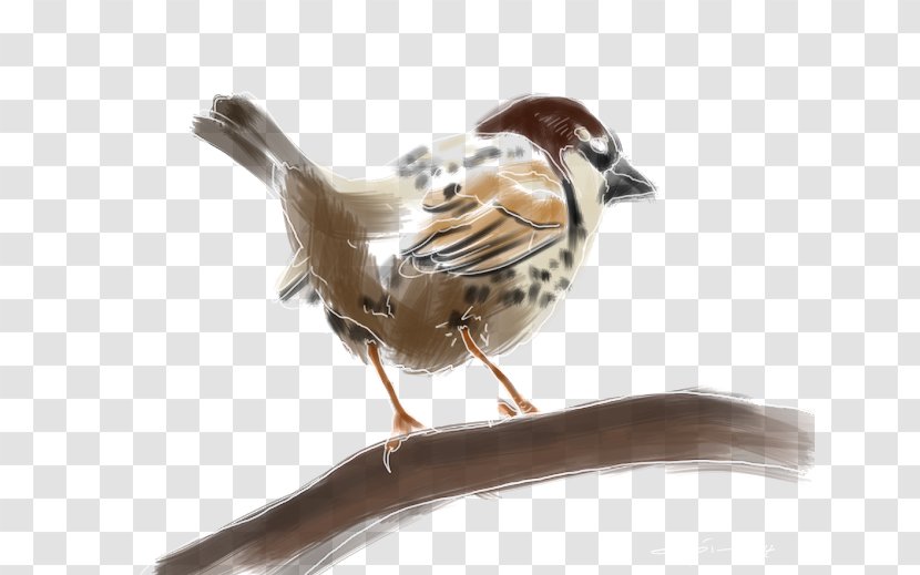 House Sparrow Bird Spanish Moineau Atlantic Canary Transparent PNG