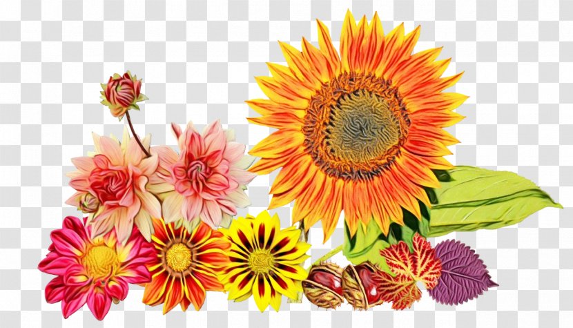 Flowers Background - Cut - Perennial Plant Barberton Daisy Transparent PNG