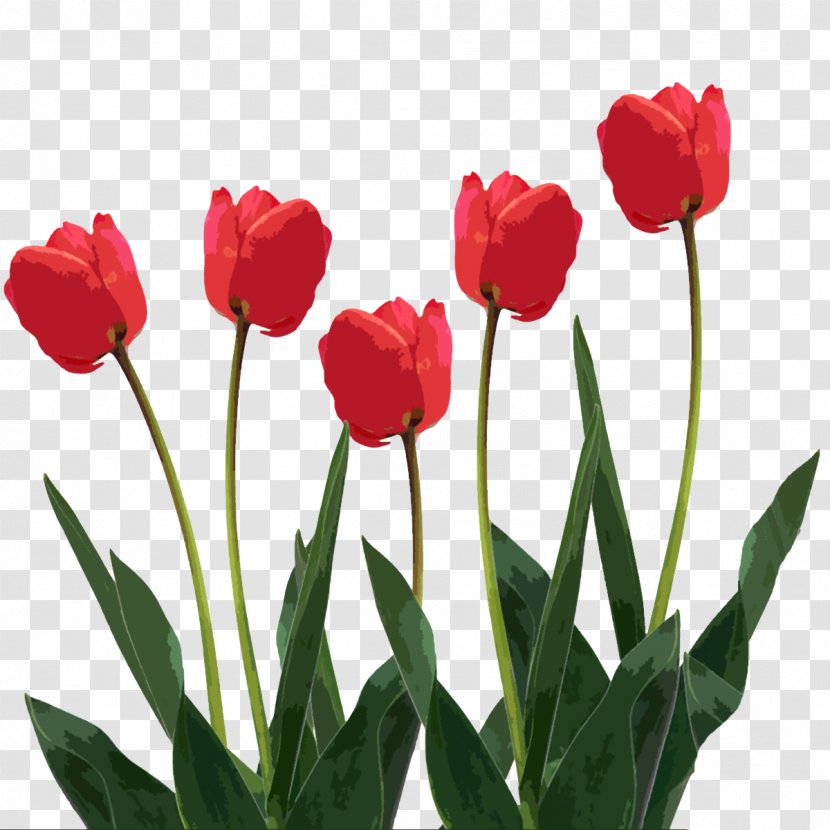 Tulip Flower Clip Art - Plant - Mothers Day Transparent PNG