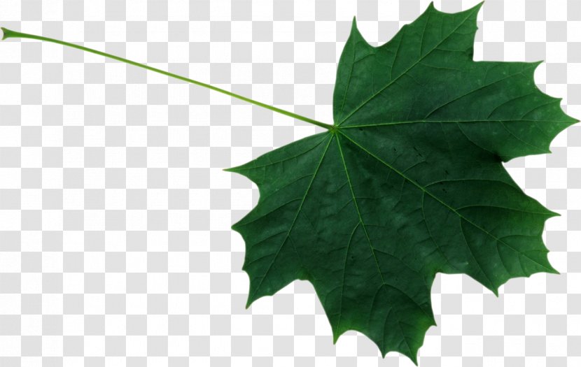 Maple Leaf Sugar Silver Autumn Color - Grape Leaves Transparent PNG