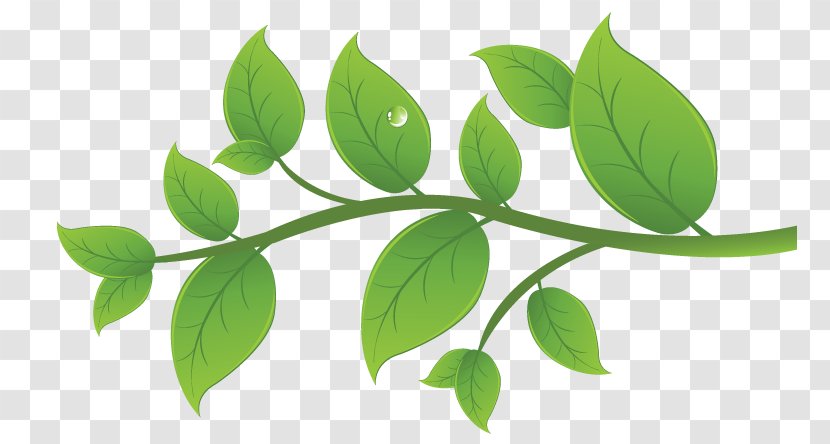 Leaf Plant Stem Branching - Recyclable Resources Transparent PNG