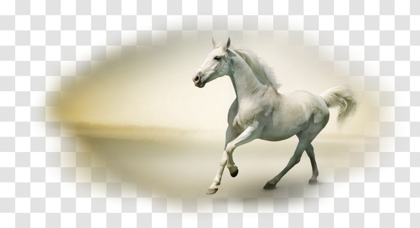 Horse Desktop Wallpaper Stock Photography - Video Transparent PNG