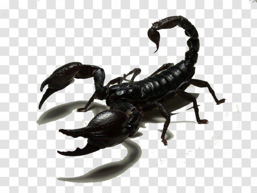Scorpion Insect Sticker - Decal - Black Transparent PNG