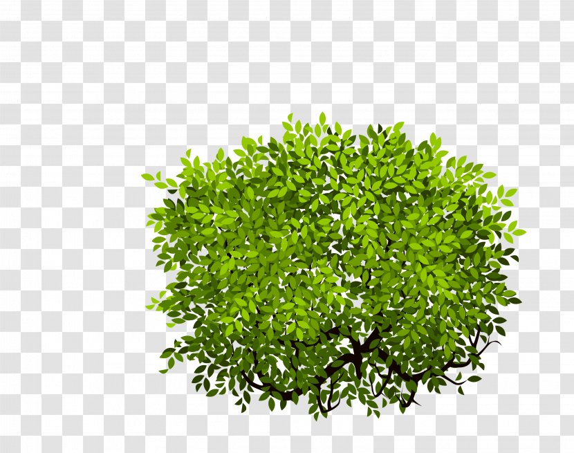 Shrub Tree - Resource - Bush Transparent PNG