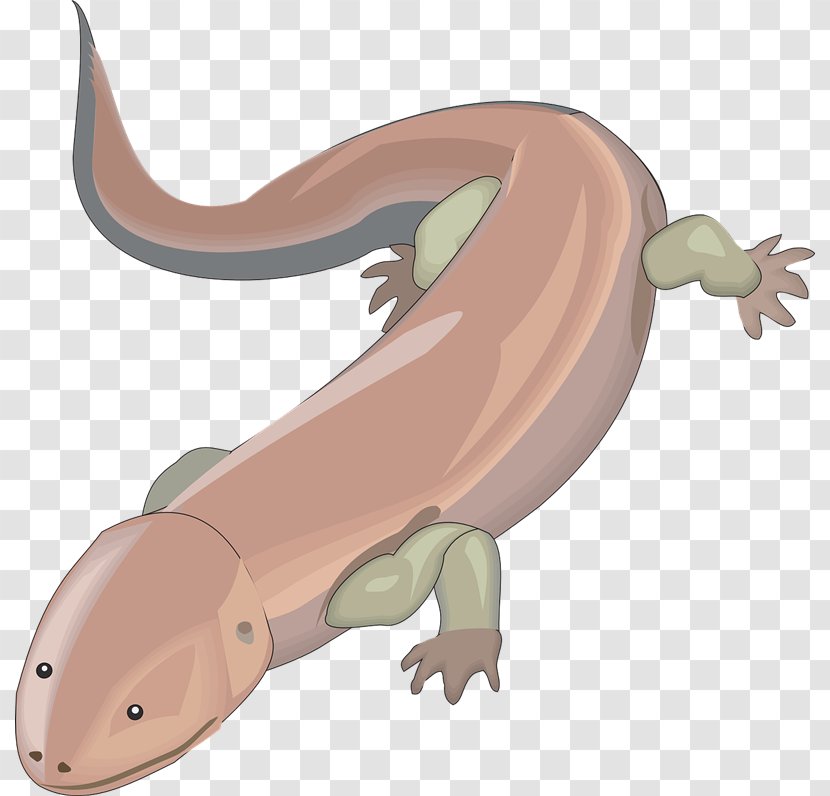 Salamander Clip Art - Fire - Cliparts Transparent PNG