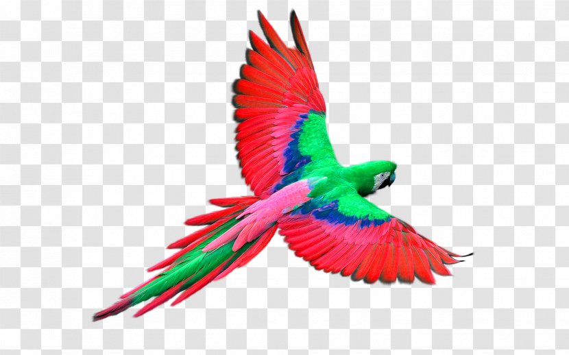 Parrot Flight Bird - Beak - Red Decorative Pattern Transparent PNG