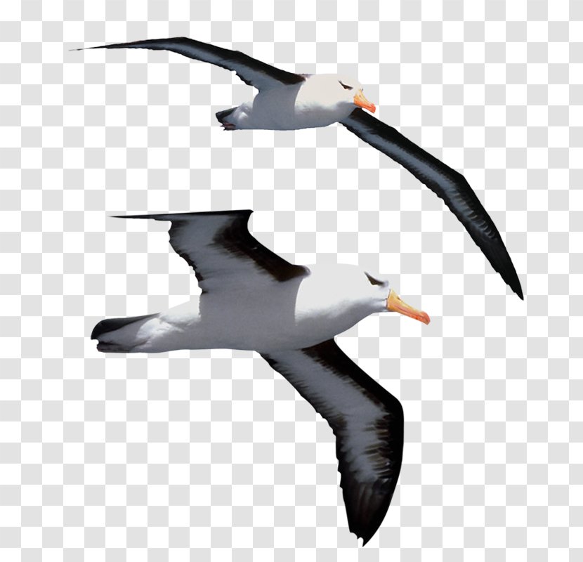 Gulls Bird Jonathan Livingston Seagull Great Albatross Clip Art - Wing Transparent PNG