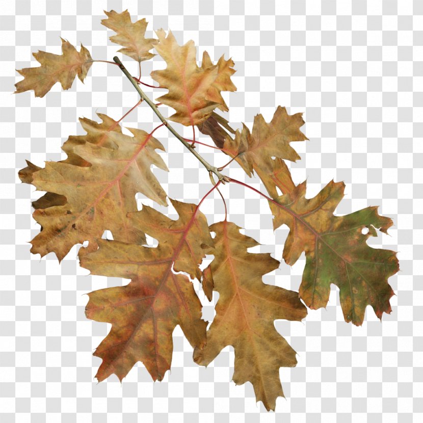 Twig Northern Red Oak Willow Birch Tree Transparent PNG