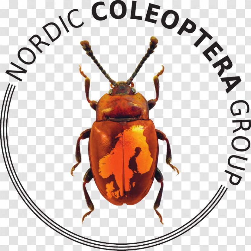 Beetle Inhaloterapia Superior Wisconsin Department Of Veterans Affairs Industry - Arthropod Transparent PNG
