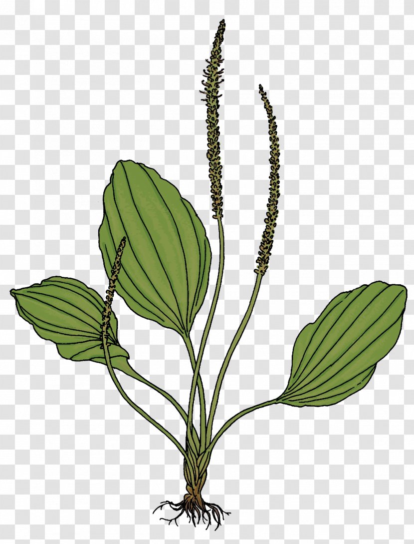 Piilolammi Luontopolku Naturlehrpfad Suomies Educational Trail Leaf - Orchid Cyclopogon Transparent PNG