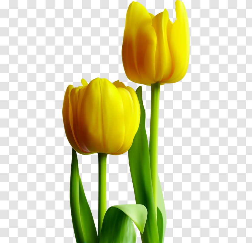 Tulip Yellow Photography - Plant - Tulips Transparent PNG