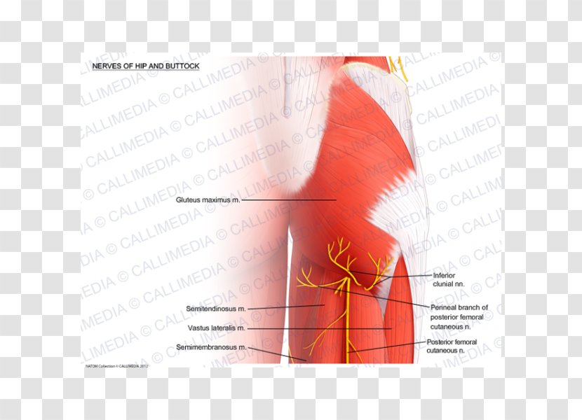 Shoulder Nerve Muscle Hip Arm - Heart - Nalgas Transparent PNG