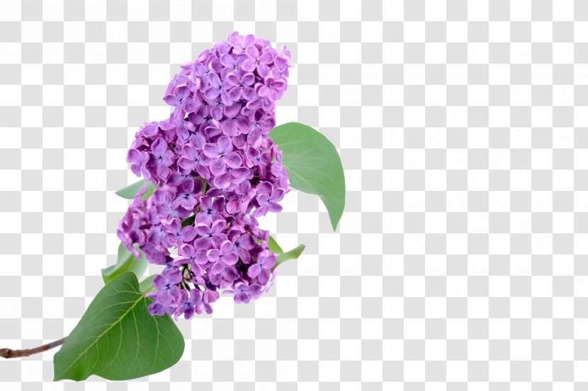 Euclidean Vector Hyacinth - Lilac Transparent PNG