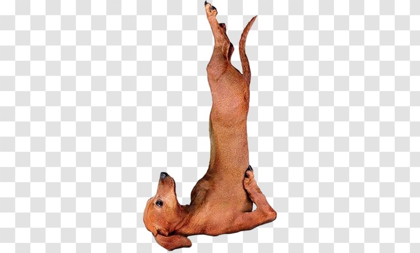 Yoga Dogs Dachshund Doga Asana - Dog Transparent PNG