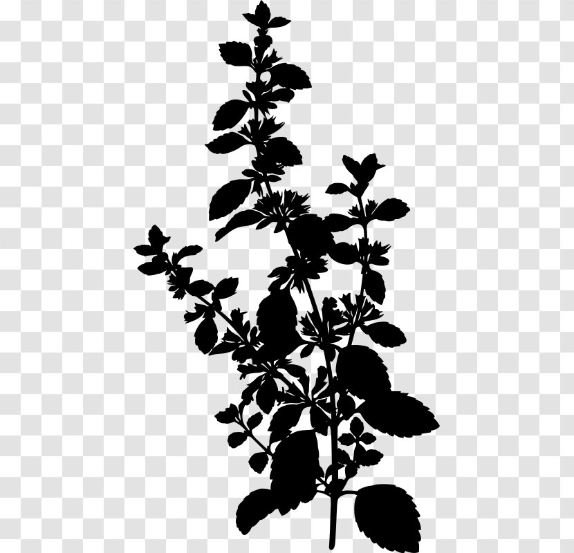 Lemon Balm Köhler's Medicinal Plants Herb - Subshrub Transparent PNG