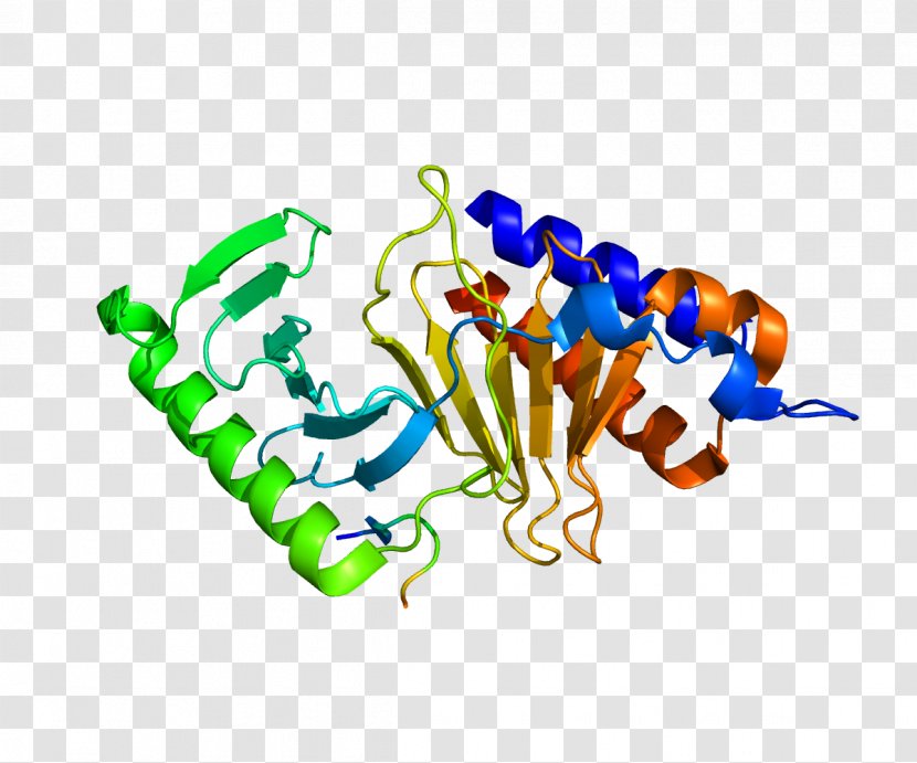 CDC25C Protein Phosphatase Gene - Cell Division - Proliferating Nuclear Antigen Transparent PNG