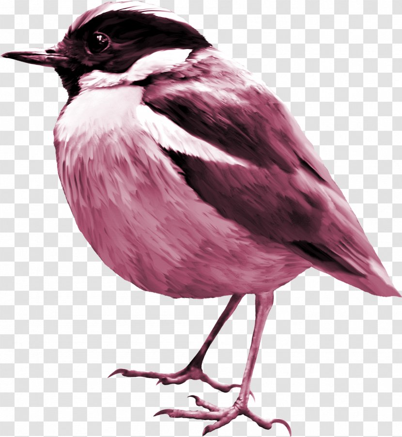 Bird Sparrow Clip Art - Pixel - Cute Transparent PNG